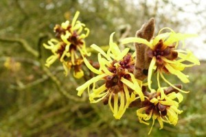 Hamamelis virginiana